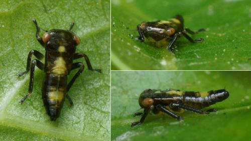 Réf. 224 215 : Rhytidodus decimusquartus